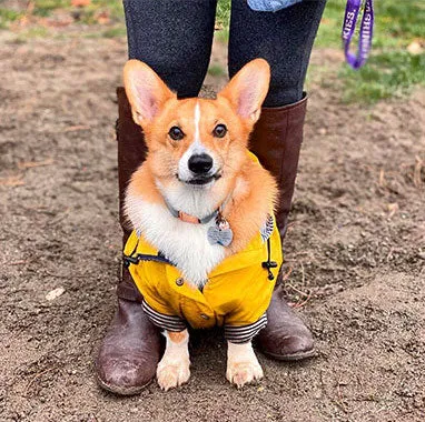Yellow Dog Raincoat with Inner Stripe cotton lining